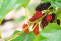 Fresh organic mulberries green, yellow, red unripe and black ripe berry on fruit tree mulberries branch and green leaves. Healthy Royalty Free Stock Photo