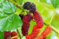 Fresh organic mulberries green, yellow, red unripe and black ripe berry on fruit tree mulberries branch and green leaves. Healthy Royalty Free Stock Photo