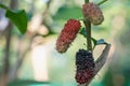 Fresh organic mulberry, black ripe and red unripe mulberries on the branch of tree. Royalty Free Stock Photo