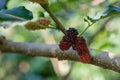 Fresh organic mulberry, black ripe and red unripe mulberries on the branch of tree. Royalty Free Stock Photo