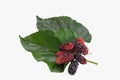 Fresh organic mulberry, black ripe and red unripe mulberries on white background.