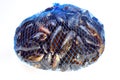 fresh organic mussel in a blue net Royalty Free Stock Photo