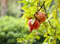 Organic natural fruit pomegranates Royalty Free Stock Photo