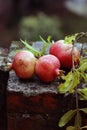 Organic natural fruit pomegranates Royalty Free Stock Photo