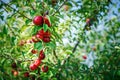 Fresh organic nectarines on the tree. Ripe nectarines. Royalty Free Stock Photo