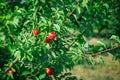 Fresh organic nectarines on the tree. Ripe nectarines. Royalty Free Stock Photo