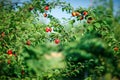 Fresh organic nectarines on the tree. Ripe nectarines. Royalty Free Stock Photo