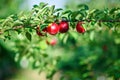 Fresh organic nectarines on the tree. Ripe nectarines. Royalty Free Stock Photo