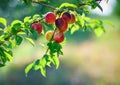 Fresh organic nectarines on the tree. Ripe nectarines. Royalty Free Stock Photo