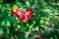 Fresh organic nectarines on the tree. Ripe nectarines. Royalty Free Stock Photo