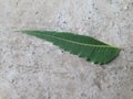 This is a fresh organic neem leaves & x28;azadirachta& x29;