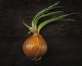 Fresh organic onion on background