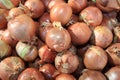 Fresh organic Onion on Farmers Market Royalty Free Stock Photo