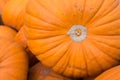 Fresh organic orange giant pumking harvesting from farm at farmer market,ready for traditional October fastival,Halloween carving