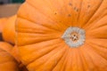 Fresh organic orange giant pumking harvesting from farm at farmer market,ready for traditional October fastival,Halloween carving Royalty Free Stock Photo