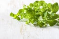 Fresh organic oregano, macro Royalty Free Stock Photo