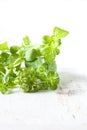 Fresh organic oregano, macro Royalty Free Stock Photo