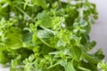 Fresh organic oregano, macro Royalty Free Stock Photo