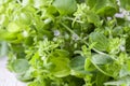 Fresh organic oregano, macro Royalty Free Stock Photo