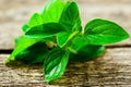 Fresh organic oregano Royalty Free Stock Photo