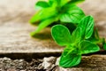 Fresh organic oregano Royalty Free Stock Photo