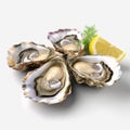 organic oysters delicacy for appetizer Royalty Free Stock Photo