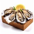 organic oysters delicacy for appetizer Royalty Free Stock Photo