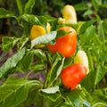 Fresh organic paprika growing in the garden Royalty Free Stock Photo