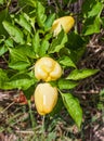 Fresh organic paprika growing in the garden Royalty Free Stock Photo