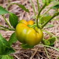 Fresh organic paprika growing in the garden Royalty Free Stock Photo