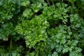 Fresh organic parsley growing in the herb garden Royalty Free Stock Photo