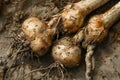 Fresh Organic Parsnips with Earth Still on Roots Against Rustic Background for Culinary Concepts