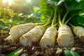 Fresh Organic Parsnips Growing in Sunlit Soil in a Garden, Healthy Root Vegetables Harvest Concept