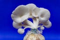 Fresh organic Phoenix mushroom [Indian Oyster] growing on soil in plastic bag. Fresh angel mushrooms growing.on blue background