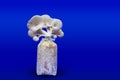 Fresh organic Phoenix mushroom [Indian Oyster] growing on soil in plastic bag. Fresh angel mushrooms growing.on blue background