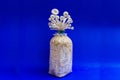 Fresh organic Phoenix mushroom [Indian Oyster] growing on soil in plastic bag. Fresh angel mushrooms growing.on blue background