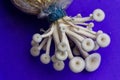 Fresh organic Phoenix mushroom [Indian Oyster] growing on soil in plastic bag. Fresh angel mushrooms growing.on blue background