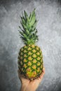 Fresh organic pineapple with a tropical look holding in hand on the gray and white background