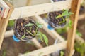 Fresh organic plant in hanging bottle