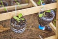 Fresh organic plant in hanging bottle