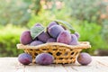 Fresh organic plums in a wicker bowl on a wooden table in the garden