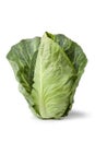 Fresh organic pointed cabbage Royalty Free Stock Photo