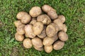 Fresh Organic Potato on green grass background. A pile of raw organic potatoes from  farm. Freshly dug farm potatoes. Top view Royalty Free Stock Photo