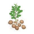 Fresh organic potato, raw tuber and green leaves of root vegetable Royalty Free Stock Photo