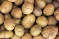 Fresh organic potato stand out among many large background potatoes in the field . Heap of potato root. Close-up potatoes texture. Royalty Free Stock Photo