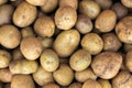 Fresh organic potato stand out among many large background potatoes in the field . Heap of potato root. Close-up potatoes texture. Royalty Free Stock Photo