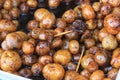 Fresh organic potato stand out among many large background potatoes in the field . Heap of potato root. Close-up potatoes texture. Royalty Free Stock Photo