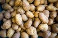 Fresh organic potato stand out among many large background potatoes in the market. Royalty Free Stock Photo