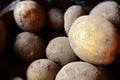 Fresh organic potato stand out among many large background potatoes in the market. Heap of potato root. Royalty Free Stock Photo