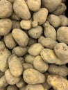 Fresh organic potato stand out among many large background potatoes in the market. Heap of potato root. Close-up potatoes texture Royalty Free Stock Photo